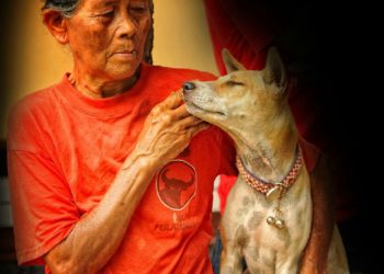 bali dogs - the bali news