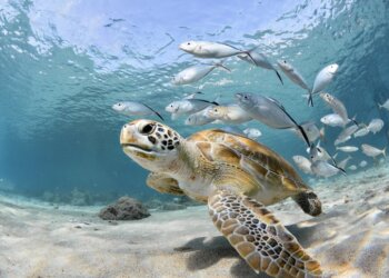 How You Can Protect the Ocean and Help Save Marine Life from Home