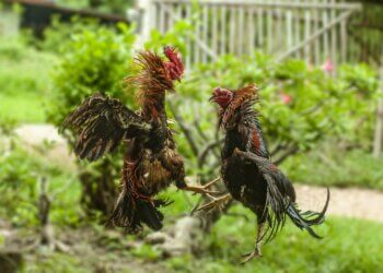 cock fight bali