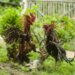 cock fight bali