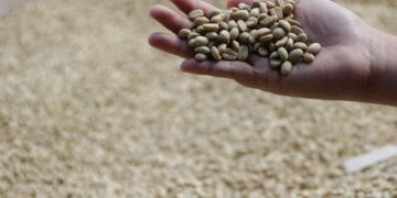 Tasting Luwak Coffee