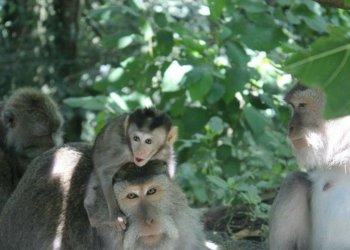 monkey forest bali