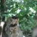 monkey forest bali