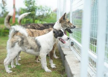 Mo & Haku – Improving the Lives of Your Furry Friends