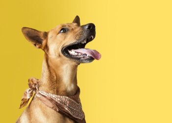 Hotel Indigo Bali Seminyak Beach Collaborates with BAWA for Animal Welfare Programs