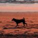 Exploring the Stray Dog Dilemma and Cultural Significance