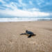 Experience a Coastal Chic Easter Celebration at Sofitel Bali Nusa Dua Beach Resort