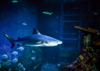 Marine Safari Bali Presented ‘Exploring Coral Reefs’ –  A Talk Show to Inspire Marine Enthusiasts