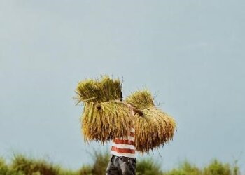 Beras Organik Jatiluwih Earns Official Low Glycemic Index Certification