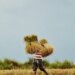 Beras Organik Jatiluwih Earns Official Low Glycemic Index Certification