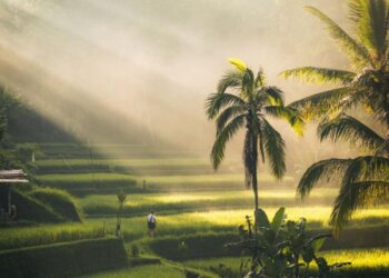 From Australia to Bali: Navigating Entry into Indonesia’s Evolving Market