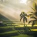 From Australia to Bali: Navigating Entry into Indonesia’s Evolving Market